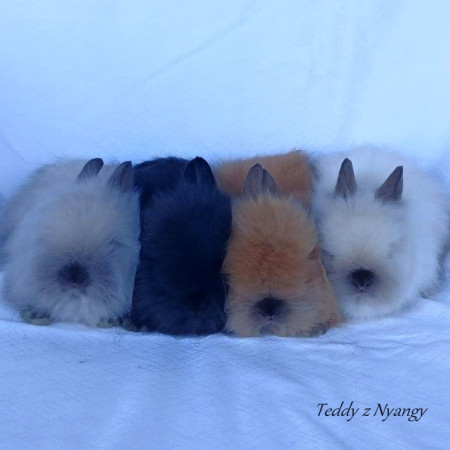 Vrh U27 - REZERVOVÁNO !!!